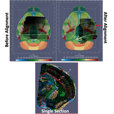 C elegans Dynamics